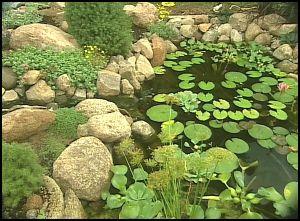 iazuri - winterizeponde.jpg